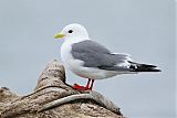 Red-legged Kittiwake